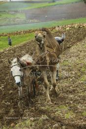 Image du Maroc Professionnelle de  Mohamed agriculteur aux environ d’El Jadida utilise une charrue tiré par un mulet et un chameau, l’emploi d’animaux de bâts de forces différentes s’impose à cause du bon voisinage des deux bêtes contrairement à deux chameaux qui perdent leur temps à se mordre à tour de rôle. Seul inconvénient le tracé de la charrue prend la forme d’un arc sur les grands champs contrairement aux lignes presque droites habituelles. Jeudi 3 Mars 2005. (Photo / Abdeljalil Bounhar)